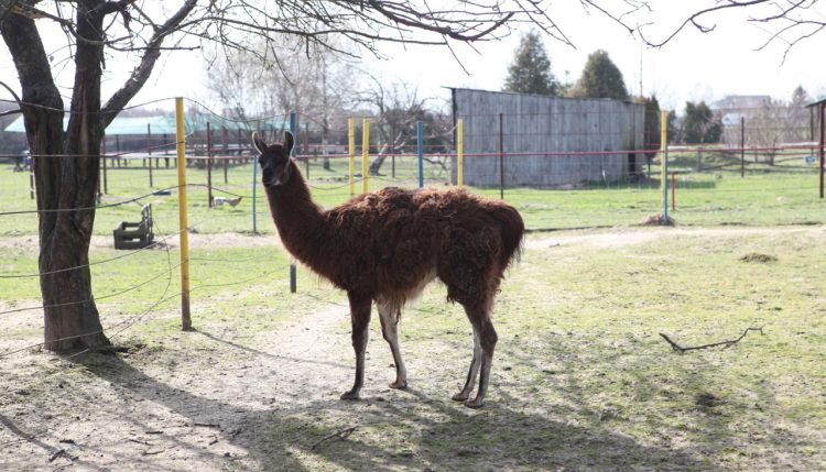 Zoo in Poland