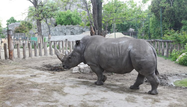 Budapest Zoo