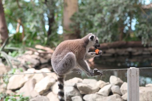 Lemur from Madagascar