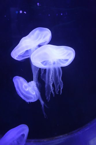 Медузы в аквариуме