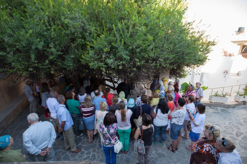 Чудотворное миртовое дерево Крит